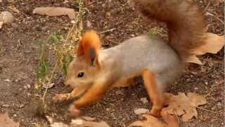 preview picture of video 'Белка закапывает орех Squirrel buries nuts'