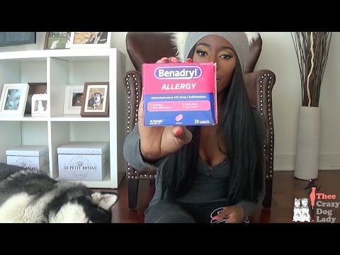 Can You Give A Dog Gravol How To Discuss