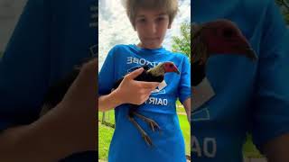 Download lagu #chickens #ducks #bantams #farmlife #funnychickens #roosters mp3