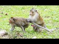 Lovely Monkeys Meeting