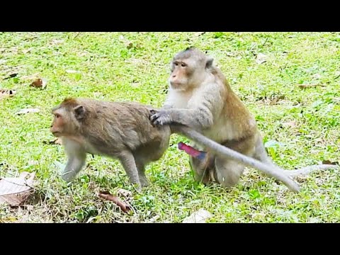 Lovely Monkeys Meeting..