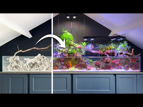 6 Months Inside a Giant Saltwater Paludarium (Compilation)