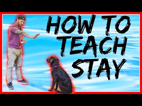How to teach your dog the stay command- how to teach my puppy to sit and stay
