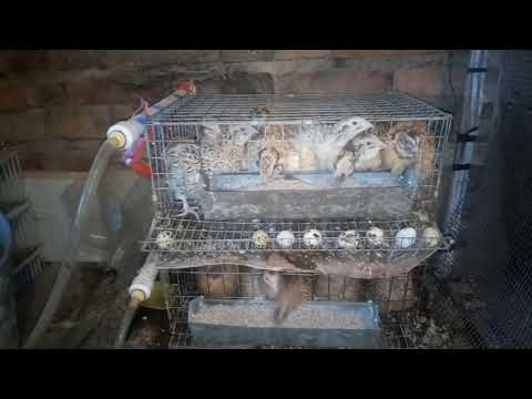 Мнение (отзыв) заводчика о породе перепелов Феникс