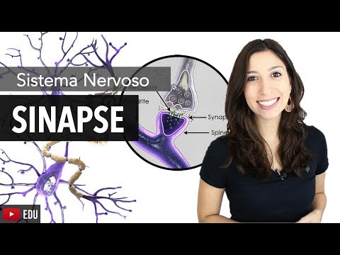 Nervous System 6/6: Chemical and Electrical Synapses | Anatomy and etc.