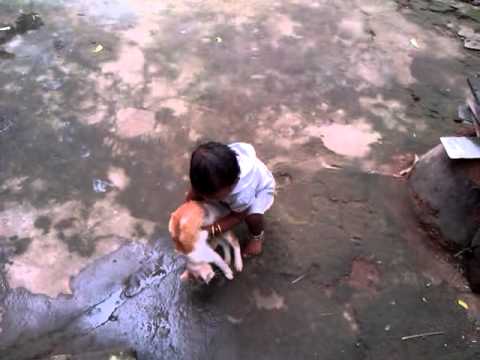 baby kanishka playing with cats