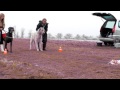 Coursing with Great Dane and Irish Wolfhound