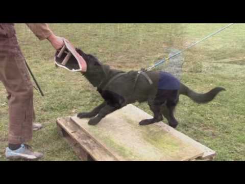 Illa Ja Na Ka - protection training - 7 months