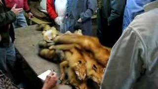 preview picture of video 'fur auction, kent ohio PT.2'