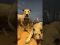 Man-Eating Lions of Tsavo