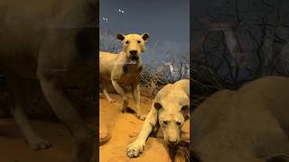 Man-Eating Lions of Tsavo