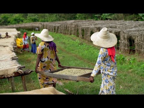 How Bosch helps to improve lives of African communities: Coffee in Ethiopia
