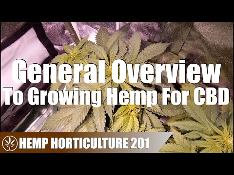 How to Grow Hemp
