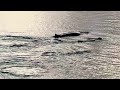 3 whales swimming in Antarctica - Quark Expeditions World Explorer - Antarctica Cruise day 6