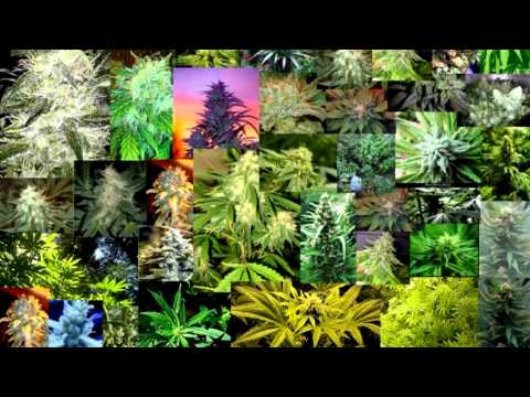 Phantasy and Shodan feat. Ragga Twins - Colly