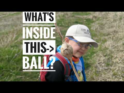 Goldenrod Gall Fly Larva