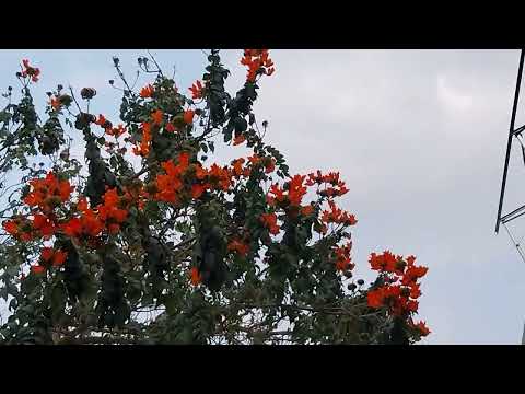 spathodea campanulata#African tulip#saffron color flower# summer season flower#landscape# gardening