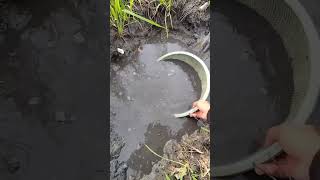 There are so many small fish in a small waterhole in the village#None#Catch fish and shrim