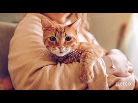 Cat Specialists Petco