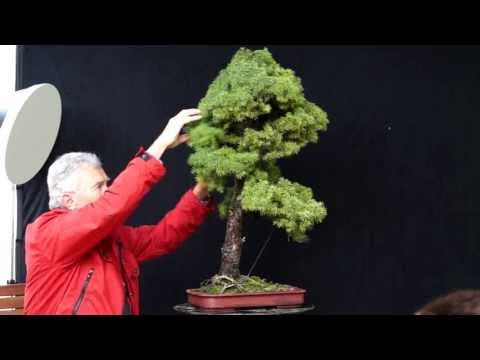 INTERNATIONAL BONSAI ACADEMY with Walter Pall 2013 - Case Study 8/ Picea and a little Carp
