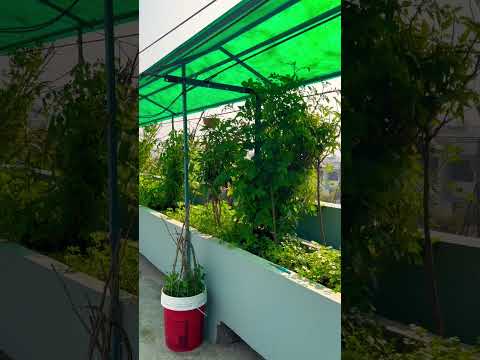 Terrace garden ideas for home #vegetables #gardening #garden #organic #farming