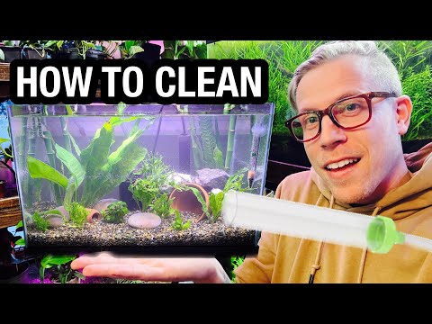 How to Clean Your Fish Tank - NEED to Know