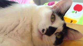 Coo-chan & Mi Mancherai, Oct 3, 2010