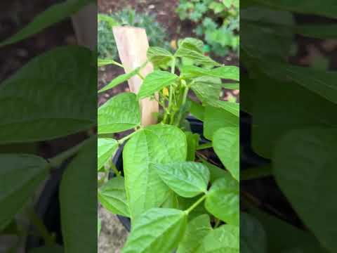 Runner beans are growing 🫛🫛🫛🫛🫛