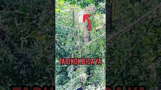 Download lagu uji coba teriknya Mikat burung cucak ranting mp3