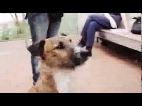 犬が運転できるなら、セカンドクラスなんて存在しない / SPCA「DRIVING DOGS」