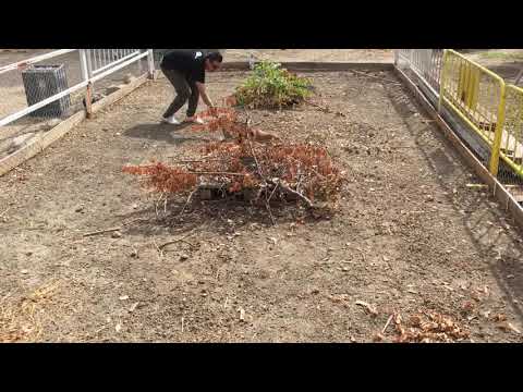 Podenco Andaluz del Tajuña.1ª Salida Picadero Cachorra con 4 meses.