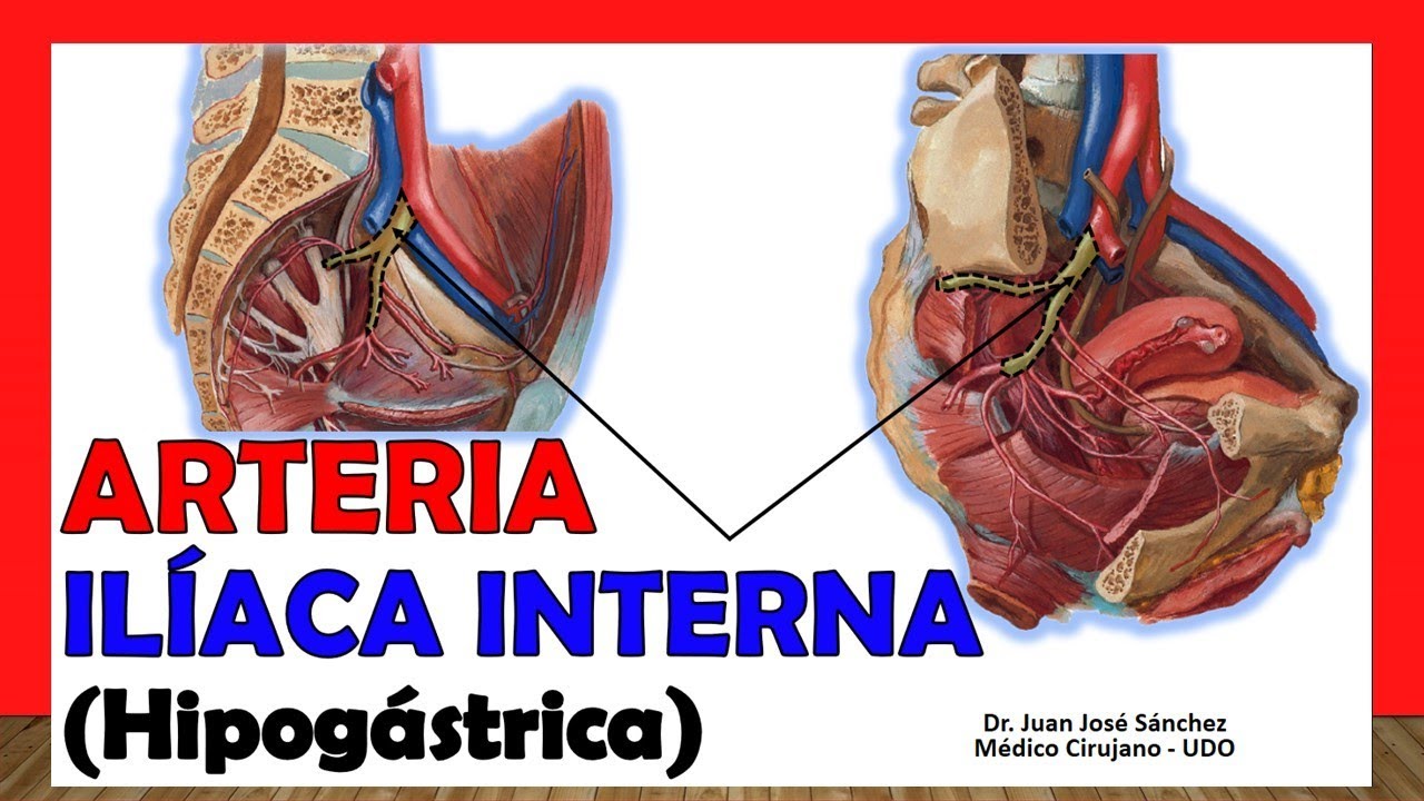 🥇 ARTERIA ILÍACA INTERNA, (Hipogástrica). ¡Anatomía Fácil y Sencilla