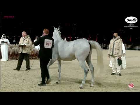 N 47 ATTAR AL ARAB   Katara Int  Arabian Peninsula Horse Show 2022   Fillies 2 Years Old Class 2A