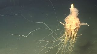 FLYING SPAGHETTI MONSTER SEA CREATURE