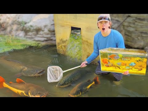 Netting Wild EXOTIC FISH For My NEW AQUARIUM!