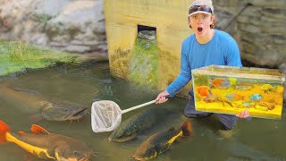 Netting Wild EXOTIC FISH For My NEW AQUARIUM!