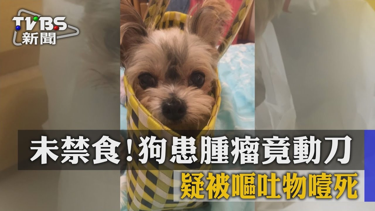 獨家/開刀未禁食!汪星人手術後1小時被噎死