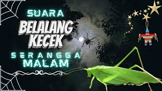 Download lagu Suara Belalang Kecek Dan Serangga Malam mp3