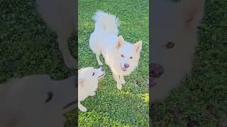 Video preview image #1 American Eskimo Dog Puppy For Sale in Pikesville, MD, USA