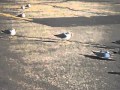 Chasing Seagulls In A Parking Lot