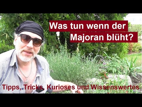 ✅Was tun wenn der Majoran blüht - Wie und wann sollte man ihn ernten, schneiden, anbauen, vermehren