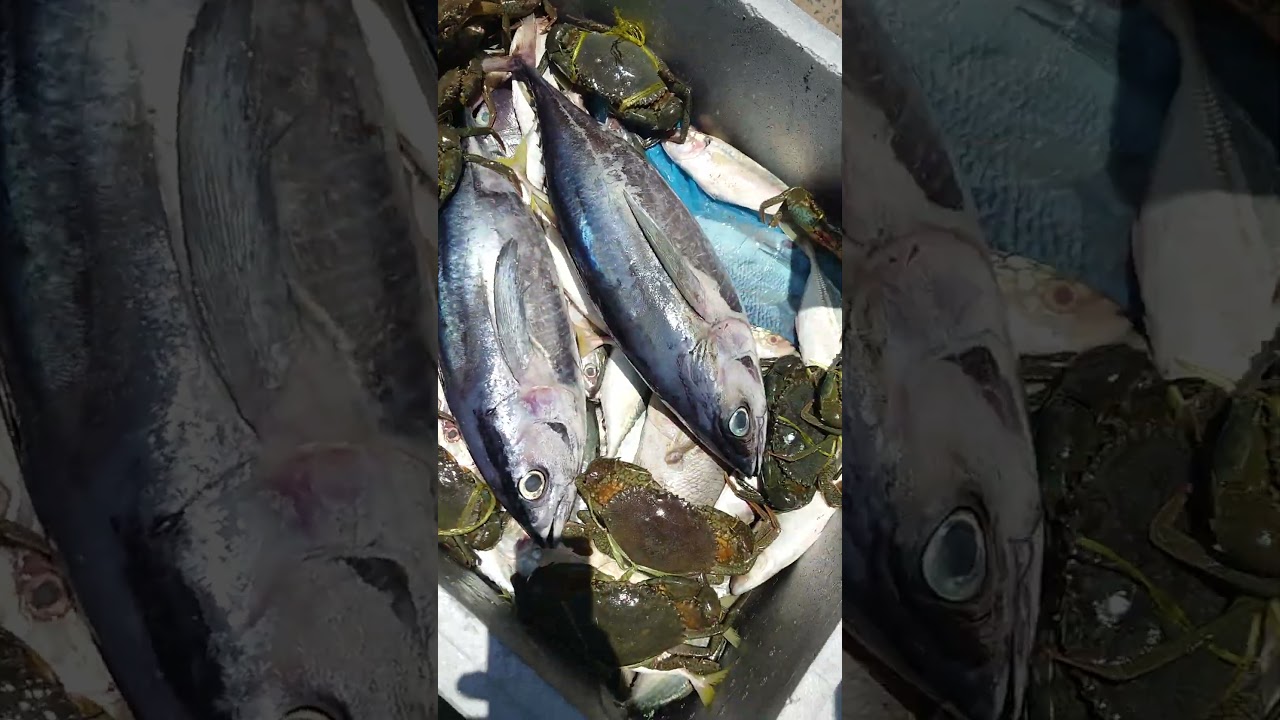 fresh fish#lifeisbutadream#seafood#freshfish