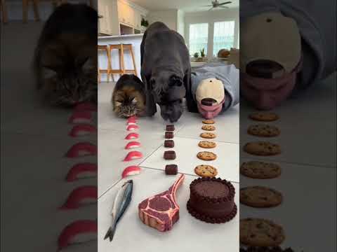 Maine Coon tries again 🐈‍⬛ Mike’s not backing down!