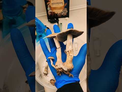 How to make DRIED 🍄 using a dehydrator Part 1 #mycology #mushrooms #dehydrating #howto