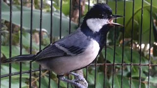 Download lagu Pancingan Gelatik Batu Bahan‼️Gelatik Batu Pasti Nyaut mp3