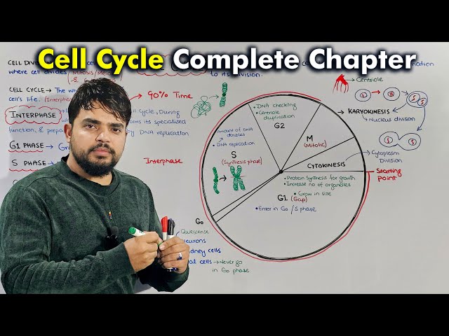 Interface Cycle Understanding the Cell Cycle: A Comprehensive Guide to Interface ...