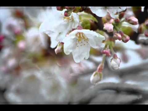 Nat King Cole - A Blossom Fell