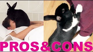 PROS & CONS OF HAVING A RABBIT! by Lennon The Bunny