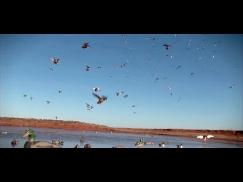 Running traffic on Mallards with a big spread
