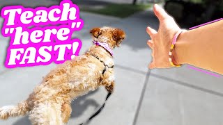 HOW TO: Teach your Dog Come Here 👉 EVERY TIME!